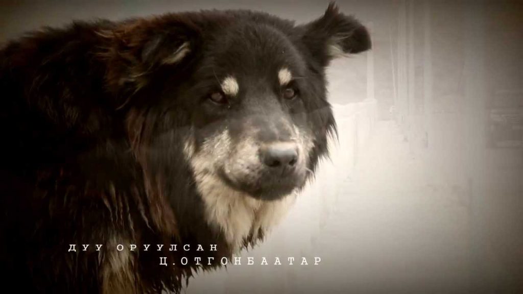 “Гэмтэн” эрэгцүүлэл нэвтрүүлэг: Эзнээ хүлээх нохойн түүх